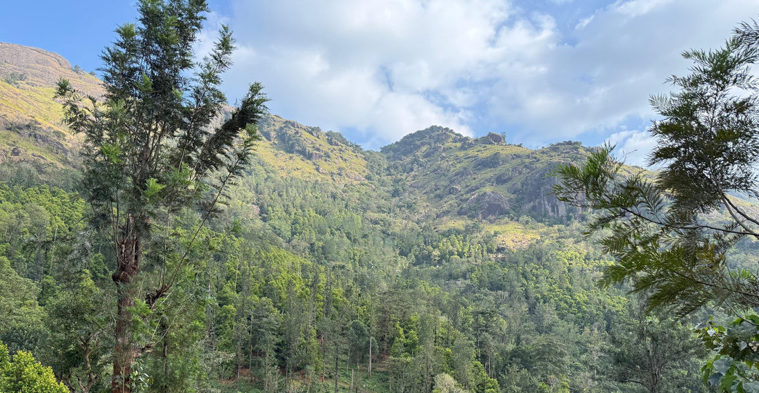 The Story Behind Karumparai: A Spice Estate in the Asambu Hills