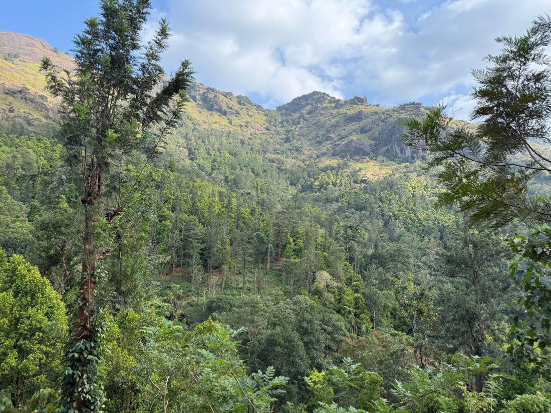 The Story Behind Karumparai: A Spice Estate in the Asambu Hills